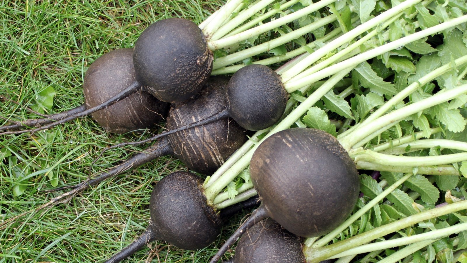 Round, black-skinned roots with a firm texture emerge from a rosette of bright green, leafy foliage.
