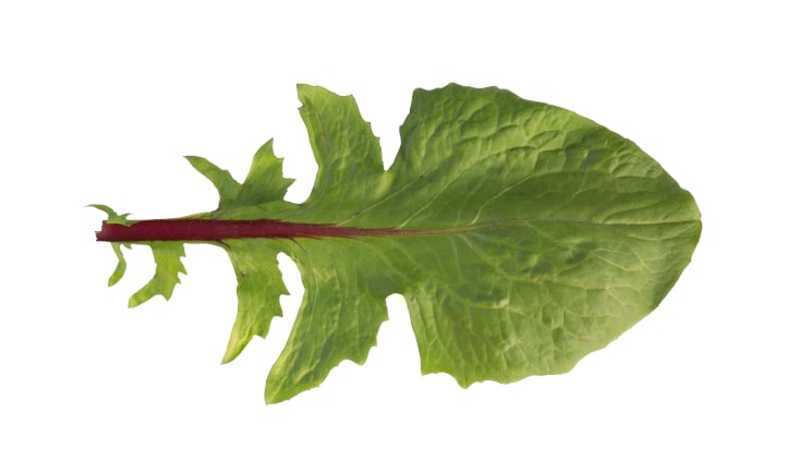 Red Cardinal spinach