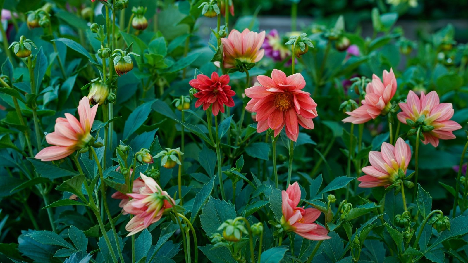Soft pink dahlias with delicate petals bloom elegantly among deep green leaves.