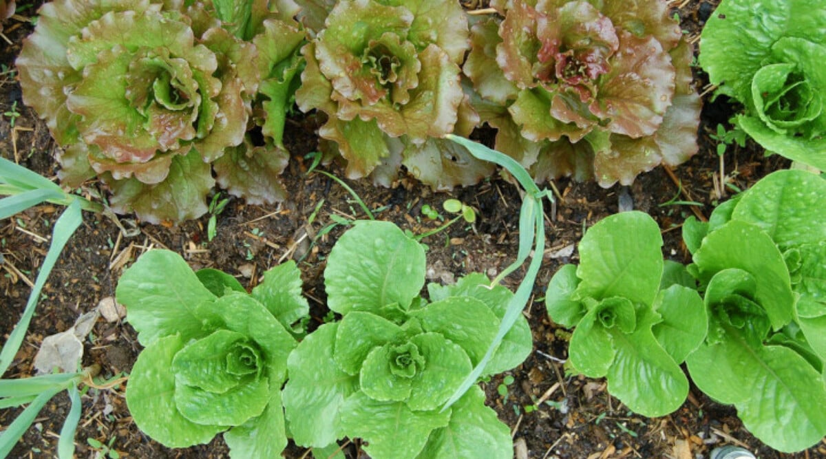 Red Iceberg and Romaine lettuce