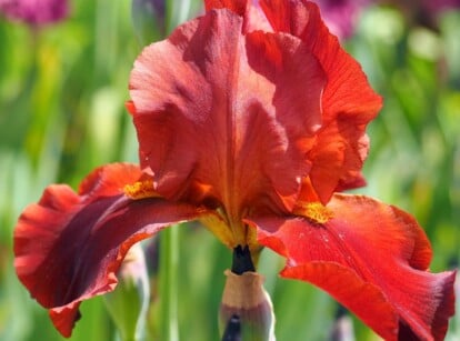 red irises