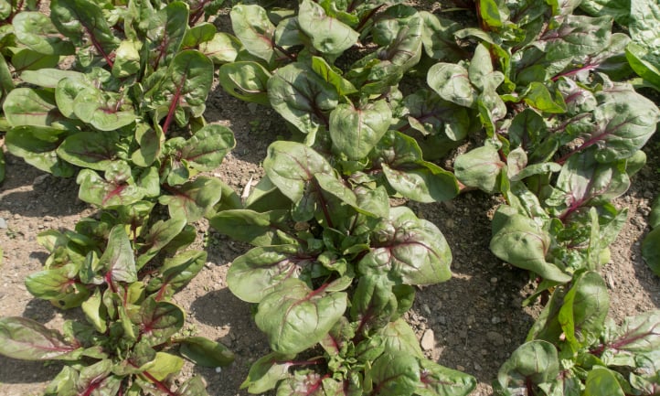 Red Kitten spinach