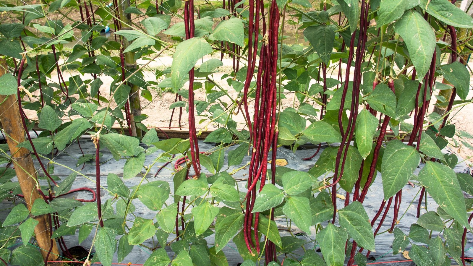Long, twisting plant with bright green foliage and deep red, elongated pods sprouting from the stems.
