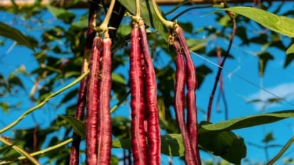 Twisting, climbing stems covered with deep green leaves, supporting vivid red, cylindrical pods.
