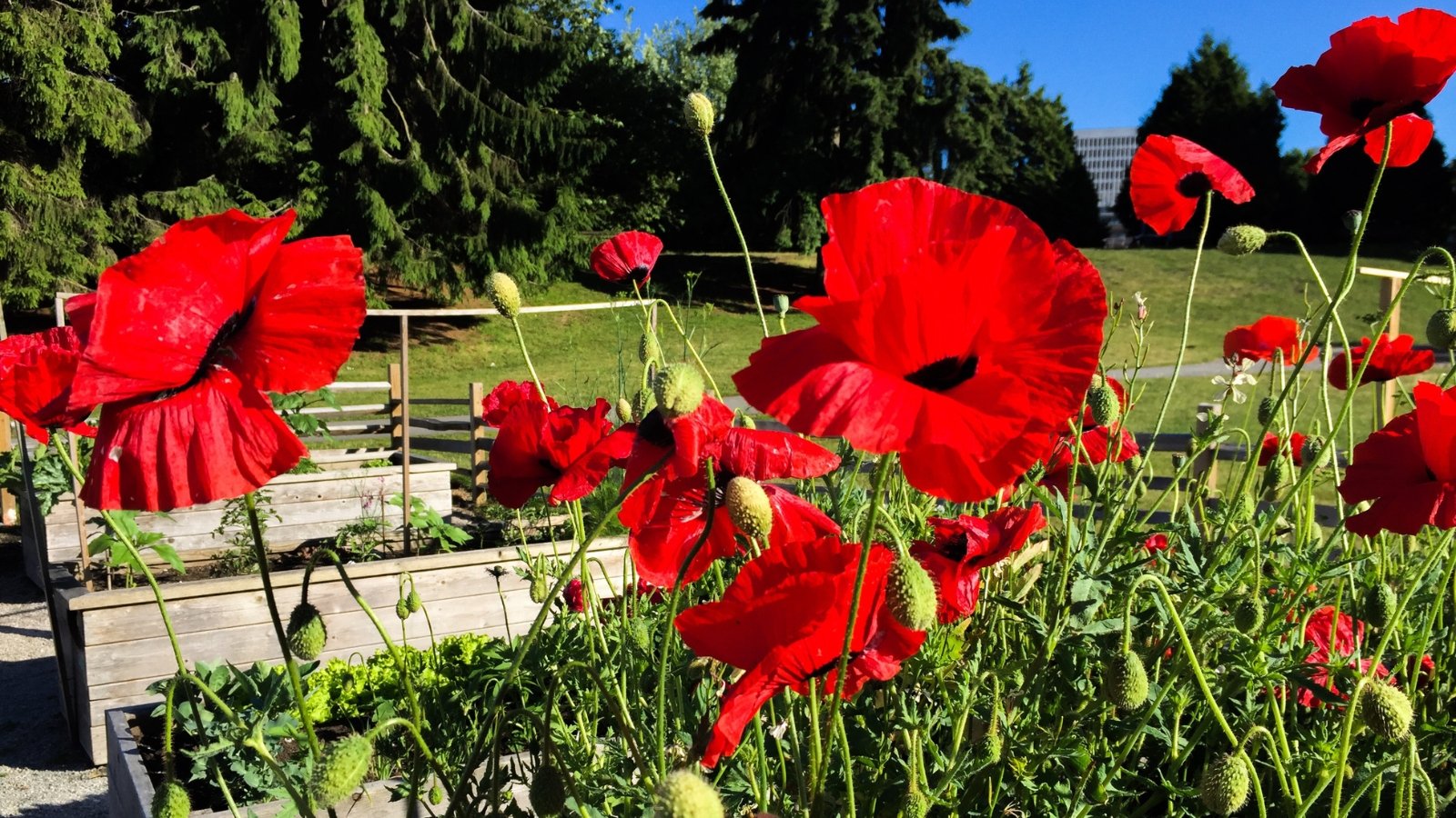 Vibrant red poppies and verdant leaves bask in sunlight, surrounded by a backdrop of dense trees.
