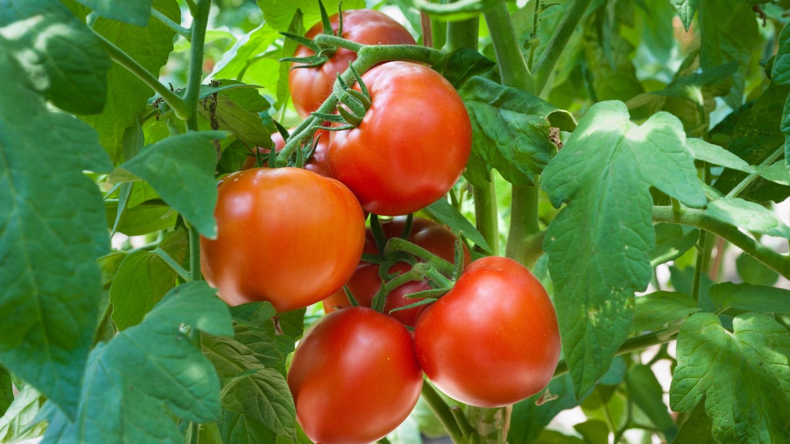 Determinate bush with broad, lush leaves and bright red, round tomatoes nestled close to the base.
