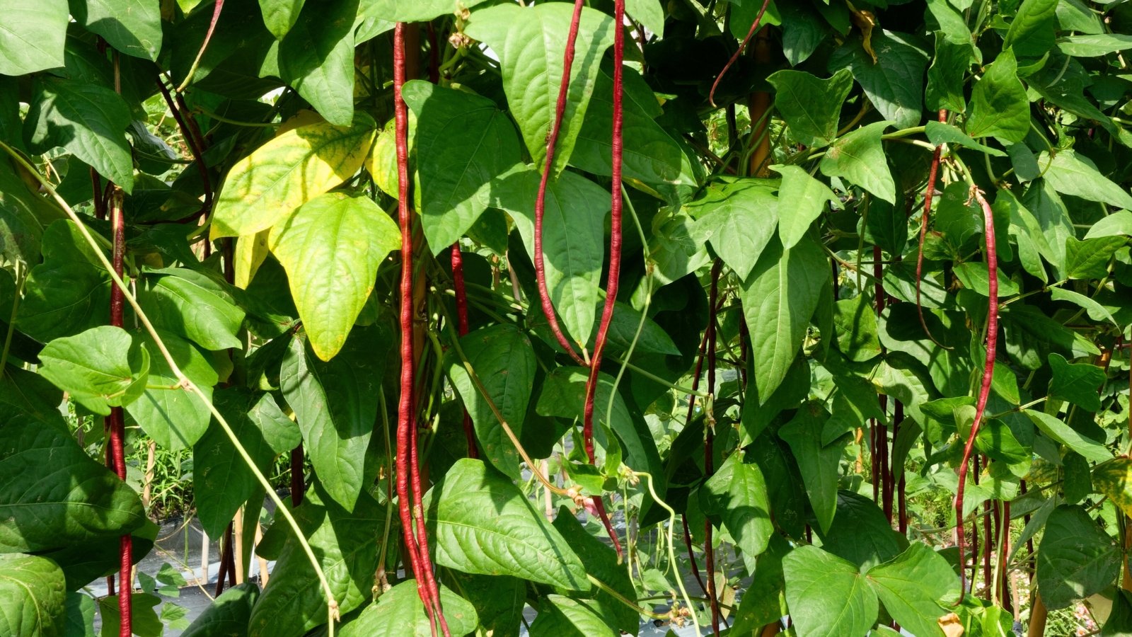 Green-stemmed climbing plant with large leaves and red, bean-filled pods draped throughout.
