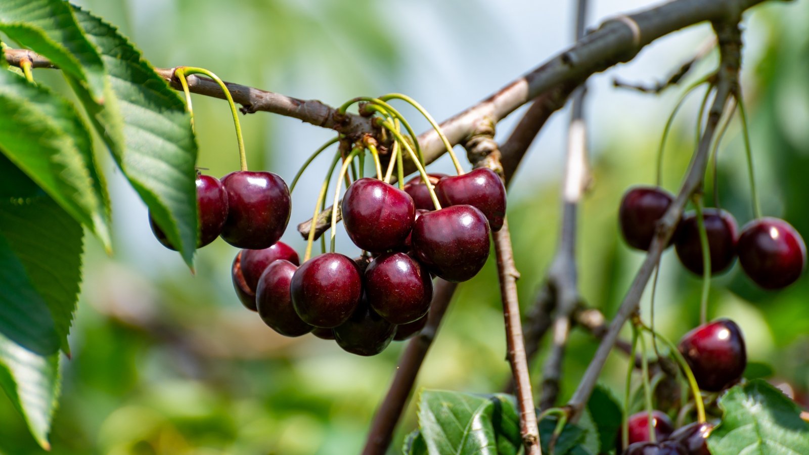 Firm, deep red cherries with a glossy surface hang in small, elegant groups, set against dark green, slightly serrated leaves.

