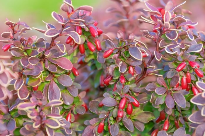 The Japanese Barberry features small, oval leaves in shades of green to deep red, with clusters of bright red berries hanging from slender, thorny branches.