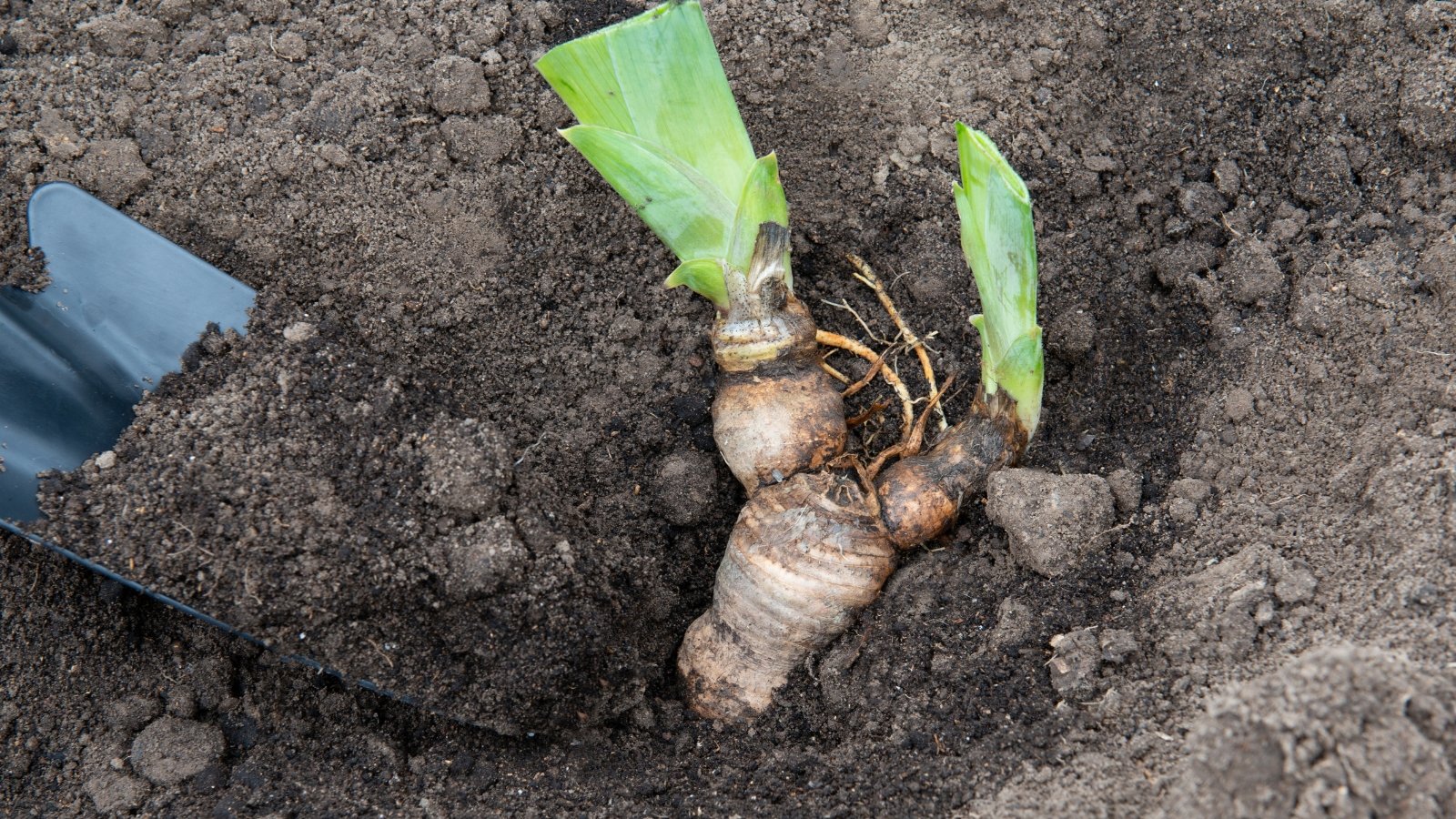 A freshly planted rhizome with trimmed green leaves partially buried in dark soil.