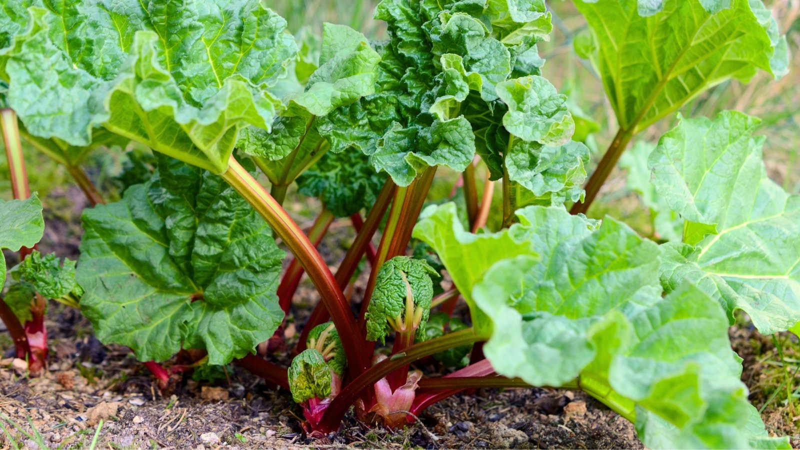 Large, deeply lobed green leaves with red veins grow on thick, fleshy stalks that emerge directly from the base.

