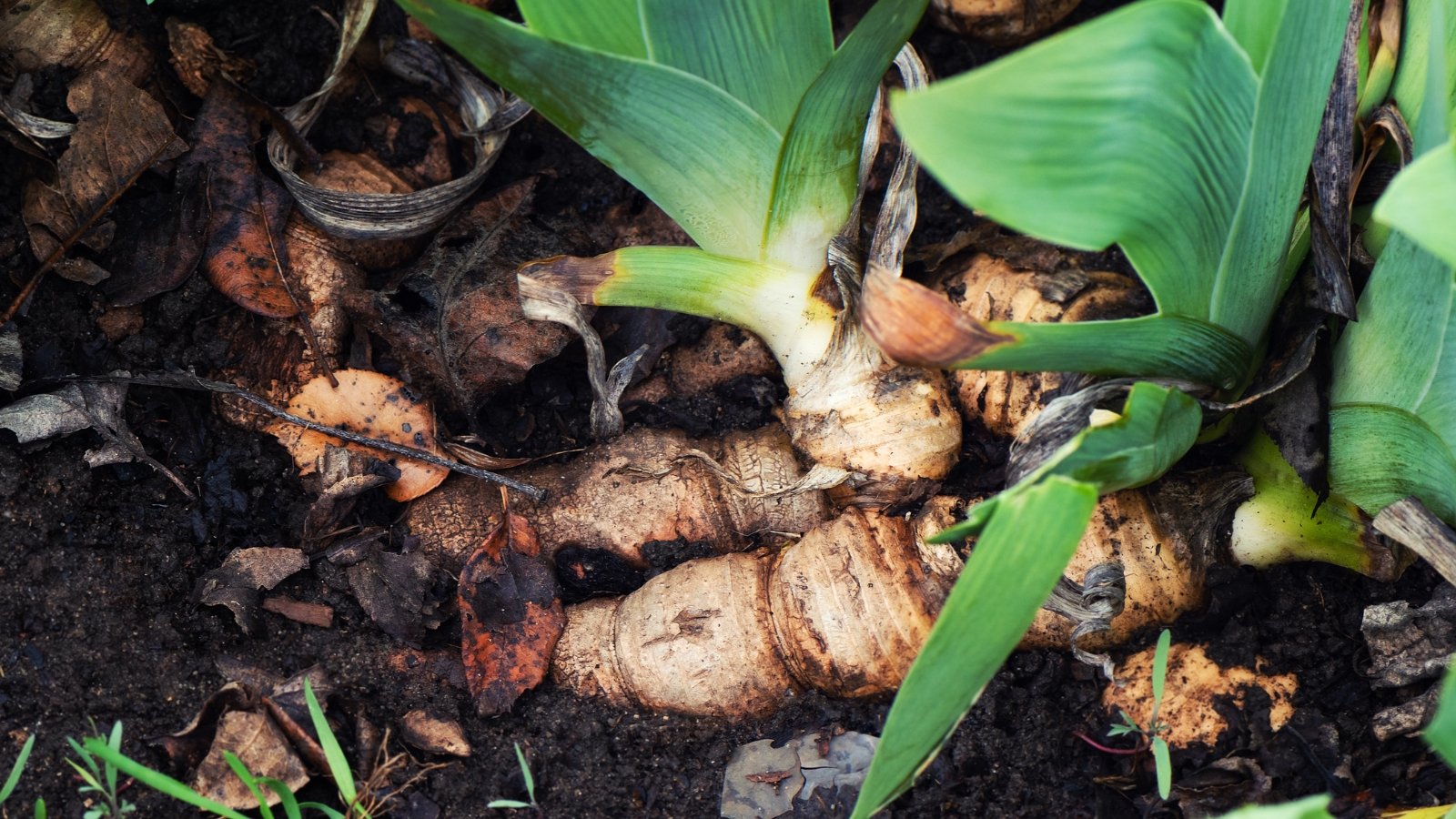 Partially buried Iris germanica rhizomes with green, fan-shaped leaves surrounded by moist dark earth.