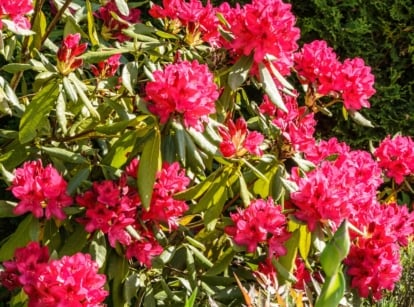 pink rhododendron flowers on shrub