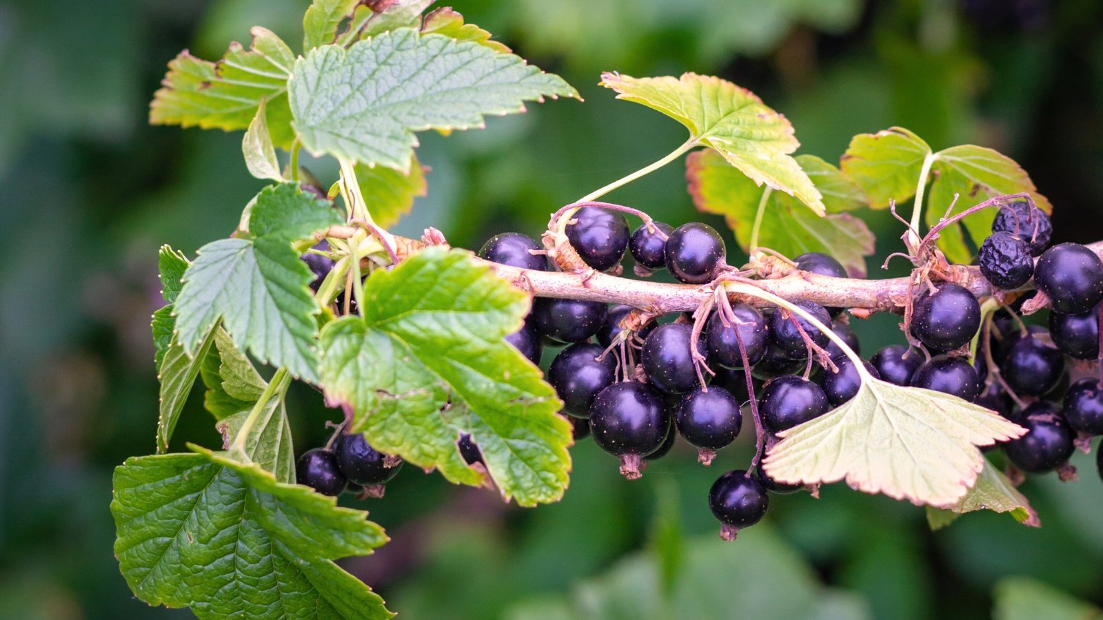 Shiny, deep black berries hang in tight clusters on short, woody stems with large, lobed green leaves.