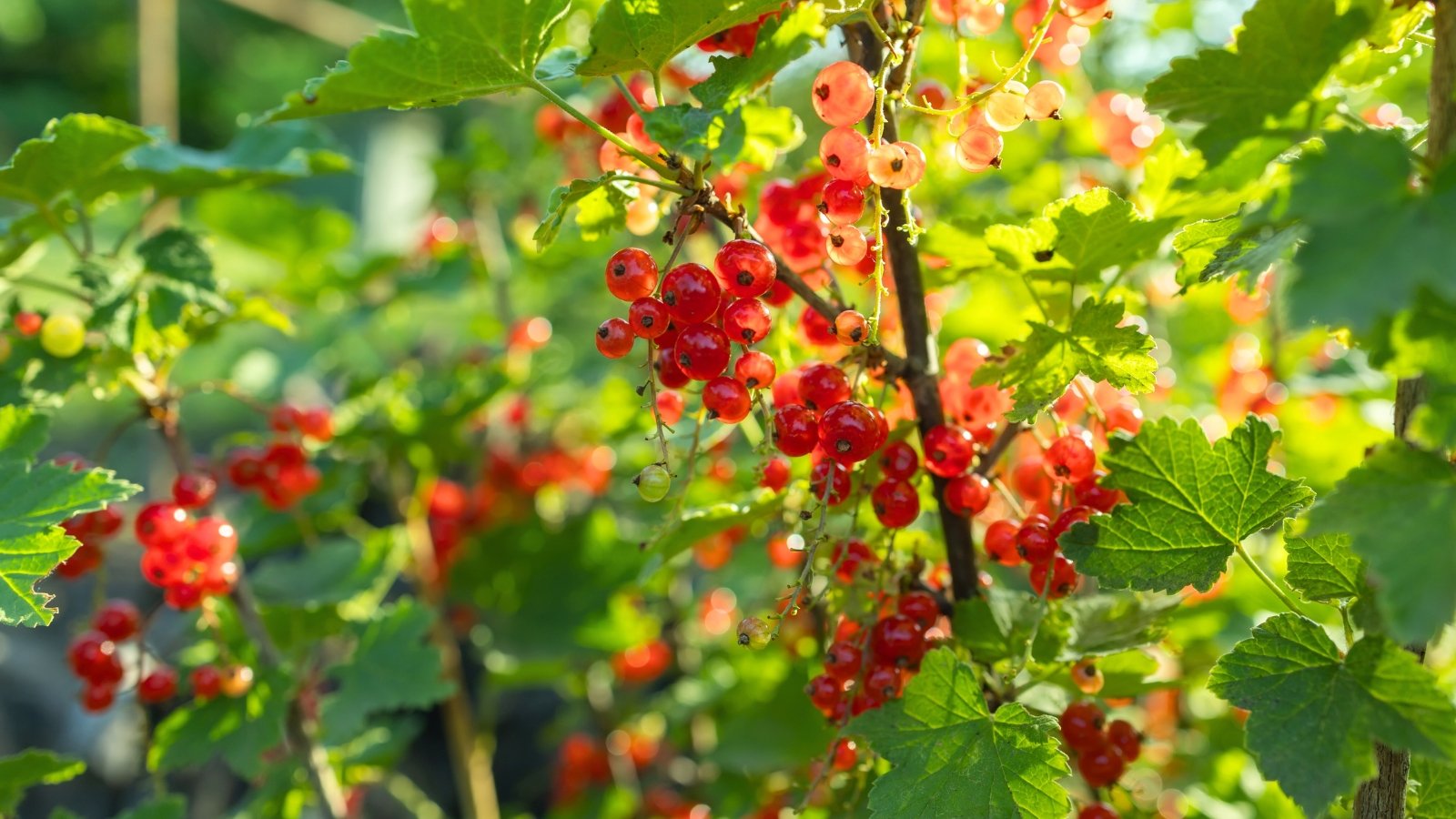 Bright, translucent red fruits dangle from delicate branches, set against a backdrop of lush, deeply veined green foliage.