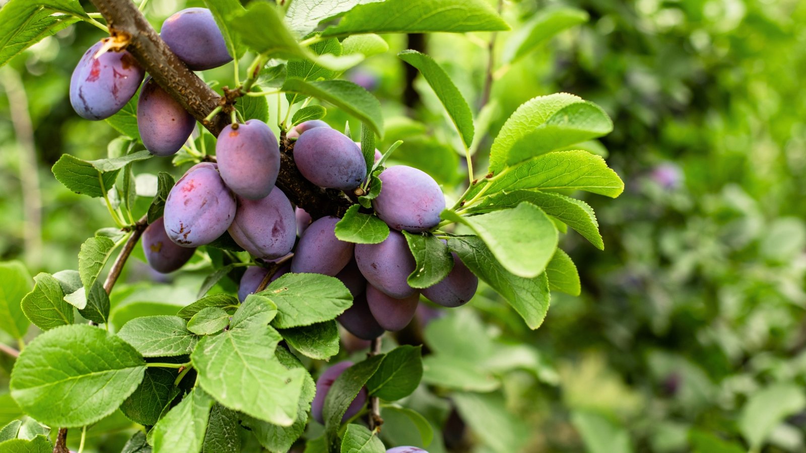 Close-up of a plum tree branch with closely growing ripe oval fruits of a purple color with a dusty coating, among oval green foliage.