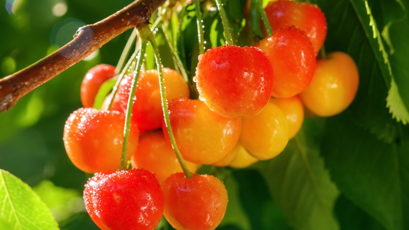Ripening cherries with yellow-gold hues and soft red blushes dangle in a tight group on a leafy twig, covered with raindrops.