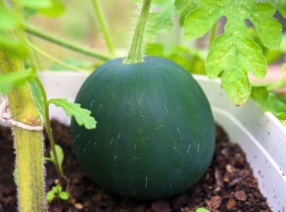 A Citrullus lanatus growing in a greenhouse, surrounded by lush green foliage.