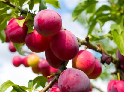 A cluster of round, deep red Prunus domestica fruits with smooth skin hanging from green stems.