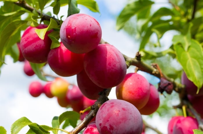A cluster of round, deep red Prunus domestica fruits with smooth skin hanging from green stems.