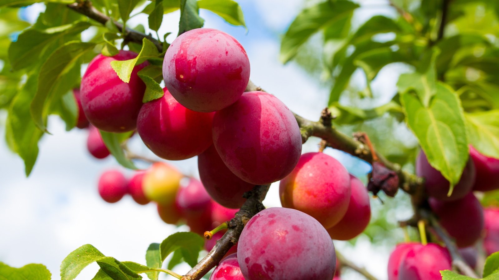 A cluster of round, deep red Prunus domestica fruits with smooth skin hanging from green stems.