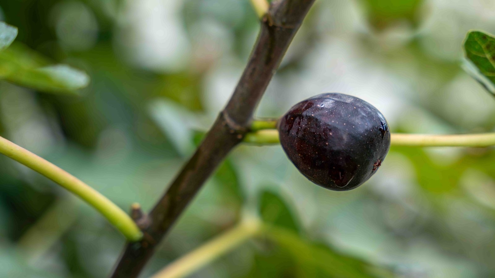 A single Ficus carica fruit turning deep purple, hanging from a thin green branch.
