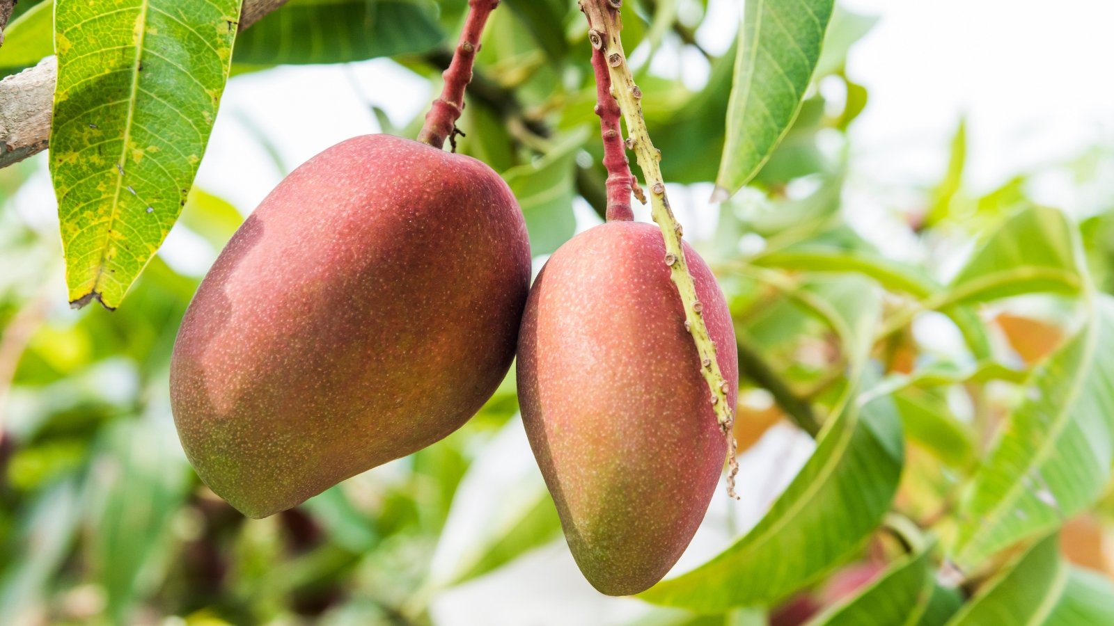 Two reddish-purple Mangifera indica fruits hang from a thin stem with narrow green leaves nearby.