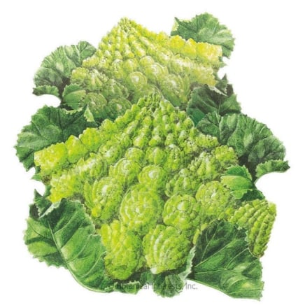 Romanesco Cauliflower Seeds