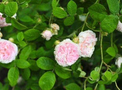 Close-up of roses in bloom that shouldn't be pruned, featuring clusters of delicate white flowers with soft, rump-shaped petals in the center, surrounded by dark green, glossy leaves on sturdy, thorny stems.