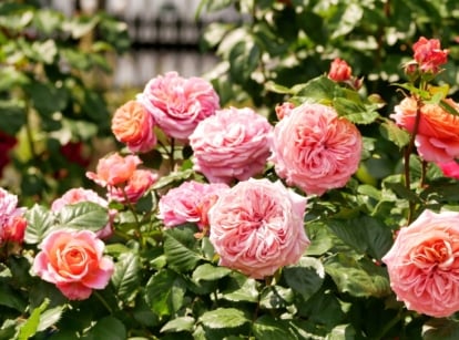Blooming double roses in a zone 9 garden exhibit lush, densely petaled blossoms in delicate pink and peach shades, with rich green foliage and a radiant, sunlit backdrop.