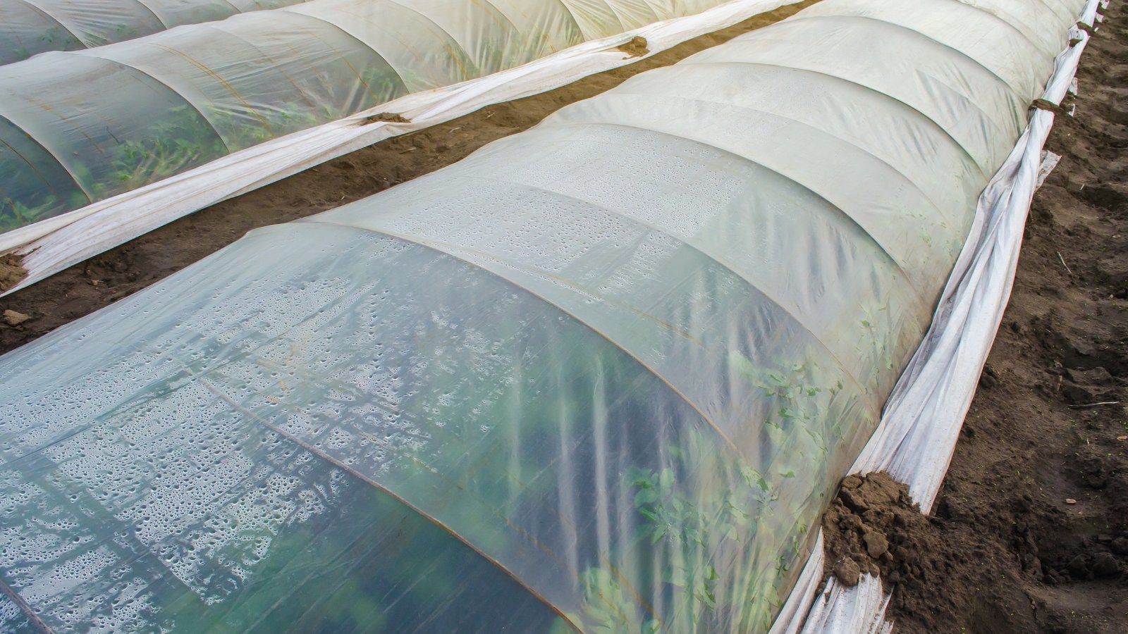 Row covers on crops in a field.