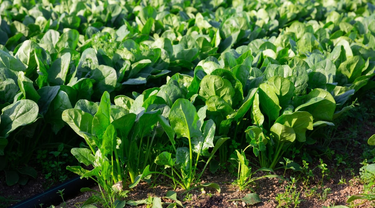 A close-up of rows of spinach plants growing in a field. Each plant, a flawless echo of its neighbor, unfurls vibrant, glossy leaves, like tiny hands reaching for the sun. Rich, dark soil cradles their roots, while tiny, rebellious weeds peek out like playful imps, adding a touch of whimsy to the regimented rows.
