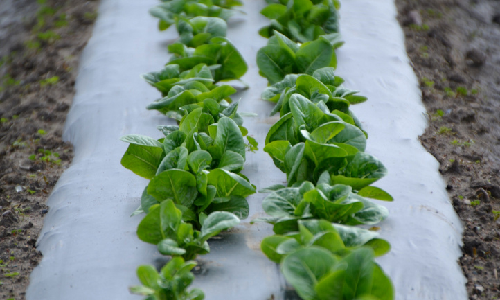 Rows of Little Gem lettuce