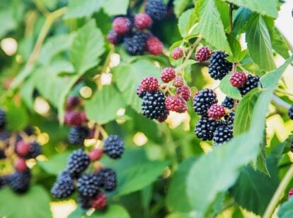 Focus image of the fruits of a Rubus plant, in shades of black and purple, with vibrant green leaves in the back.