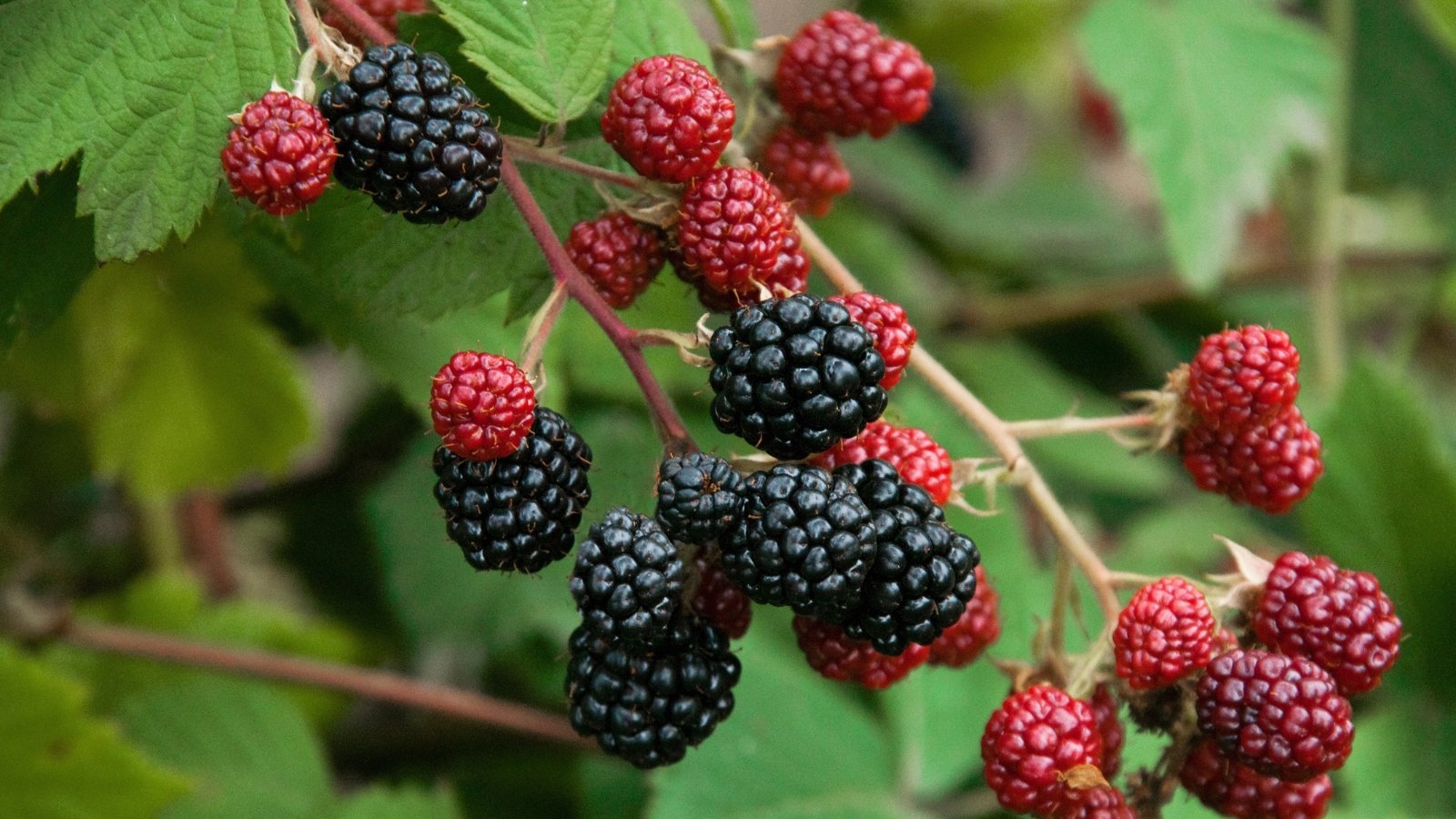 Long, thornless canes support shiny, dark green leaves and large clusters of black, glossy berries.