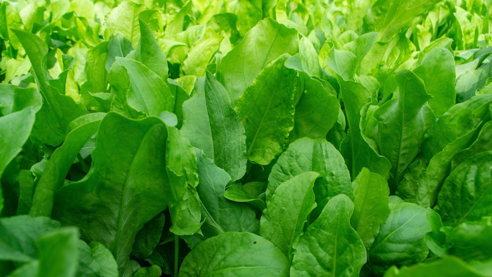 Fresh sorrel with large, heart-shaped green leaves growing upright in a sunlit garden.