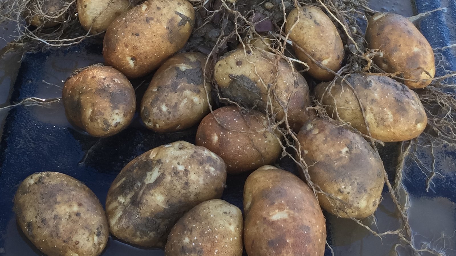 Burbank potatoes rest on a moist surface, showcasing their earthy allure. Each potato retains traces of soil and remnants of roots, embodying their journey from the fertile ground to the kitchen table.