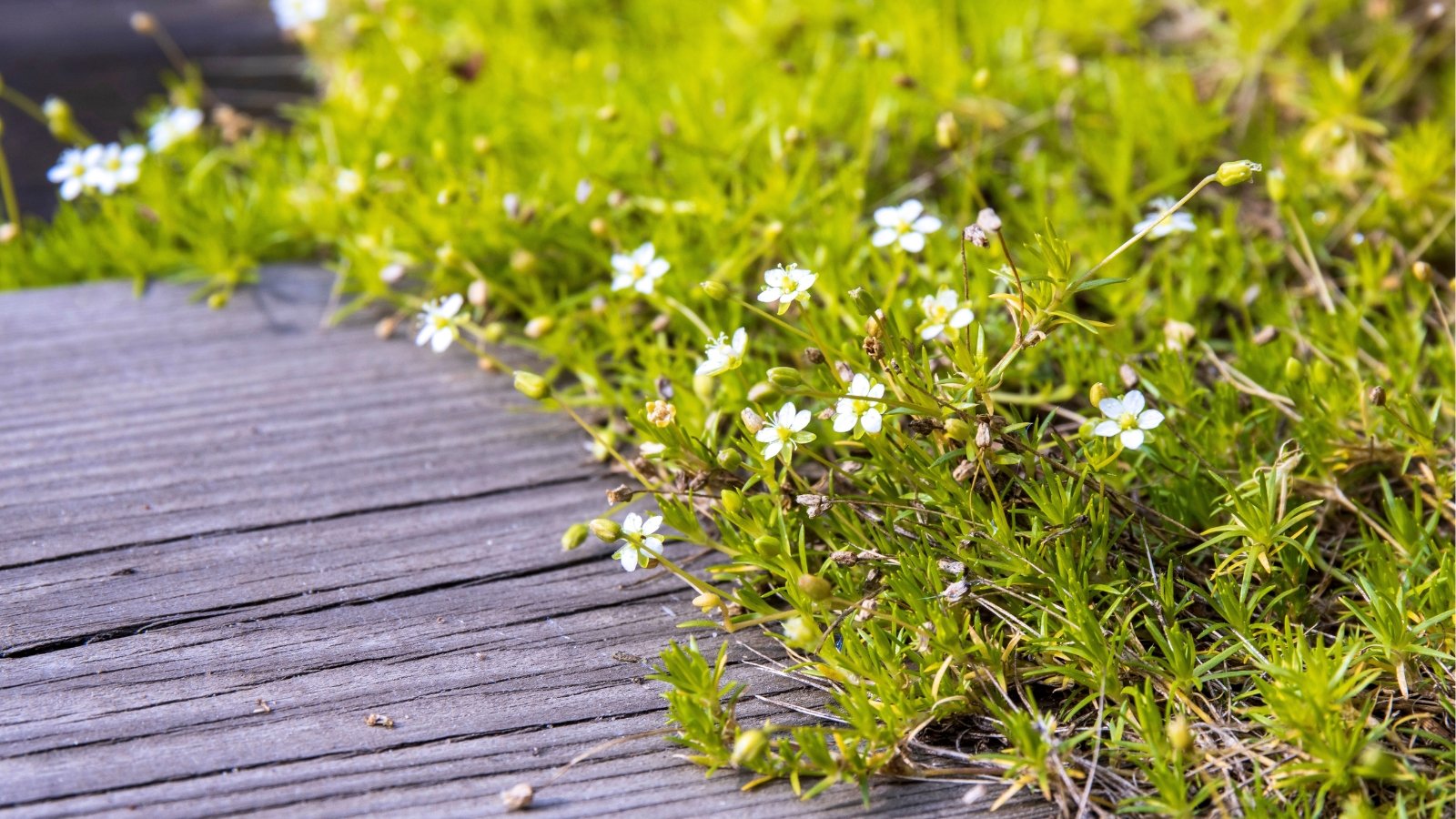 Compact groundcover with fine, needle-like green leaves and tiny white, star-shaped flowers on short stems.
