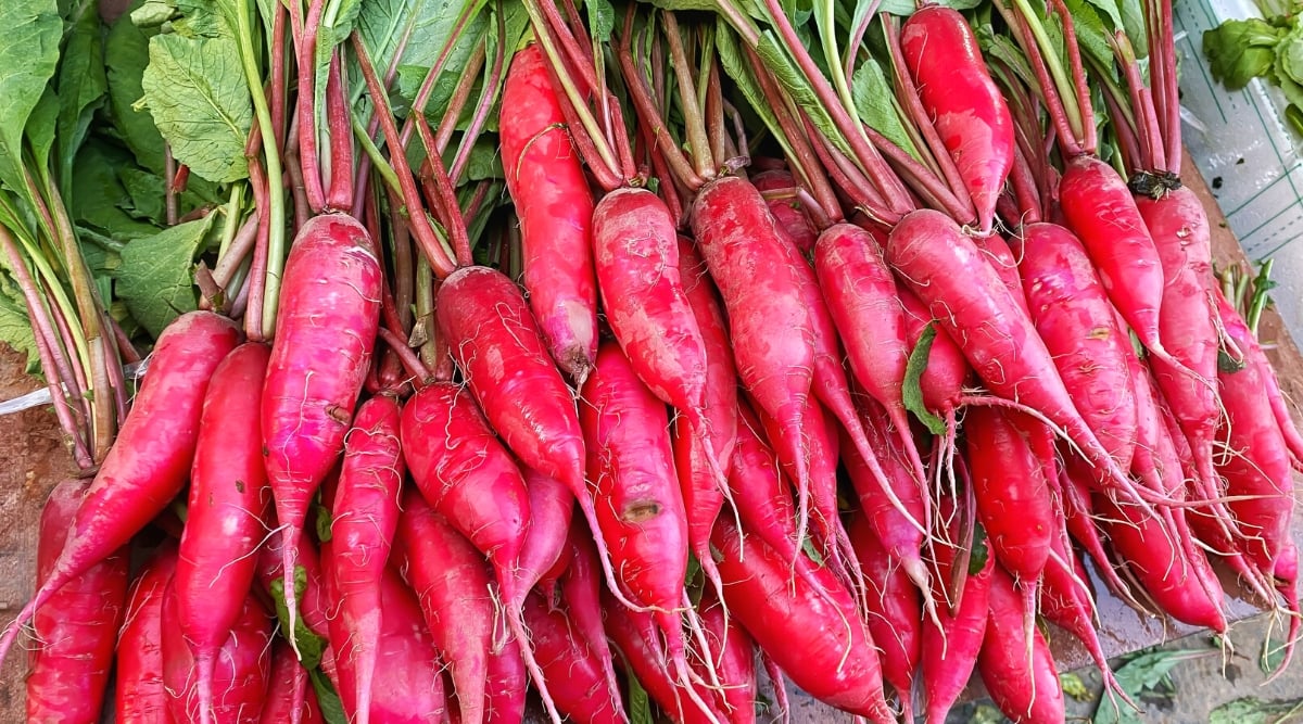 Close-up of many ripe Salad Rose radish roots in a corton box outdoors. This long and narrow radish has a bright pink-red skin.