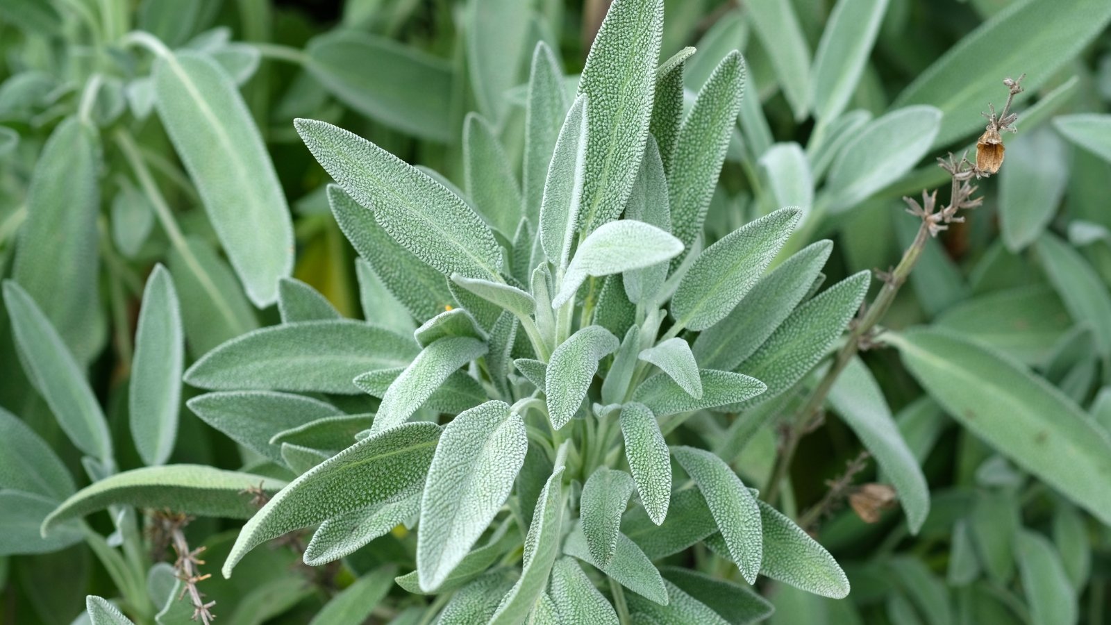 Sage plants with soft, gray-green leaves growing close together in a sunlit garden.