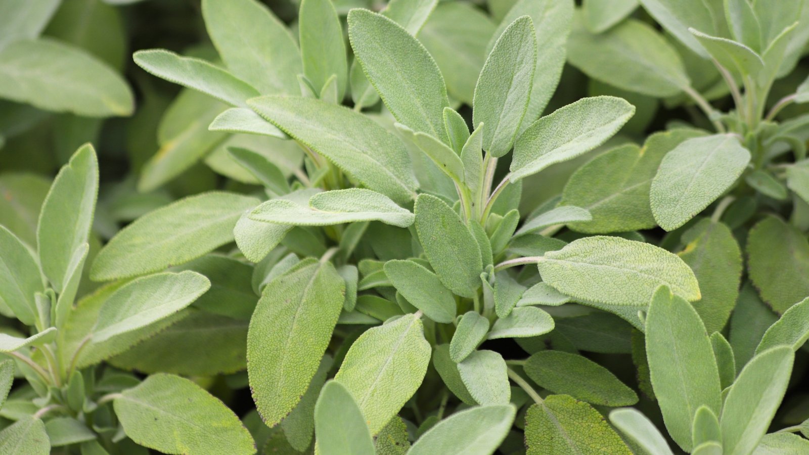 Woody, square-shaped stems hold pairs of oval, textured gray-green leaves with a velvety surface and slightly wavy edges.
