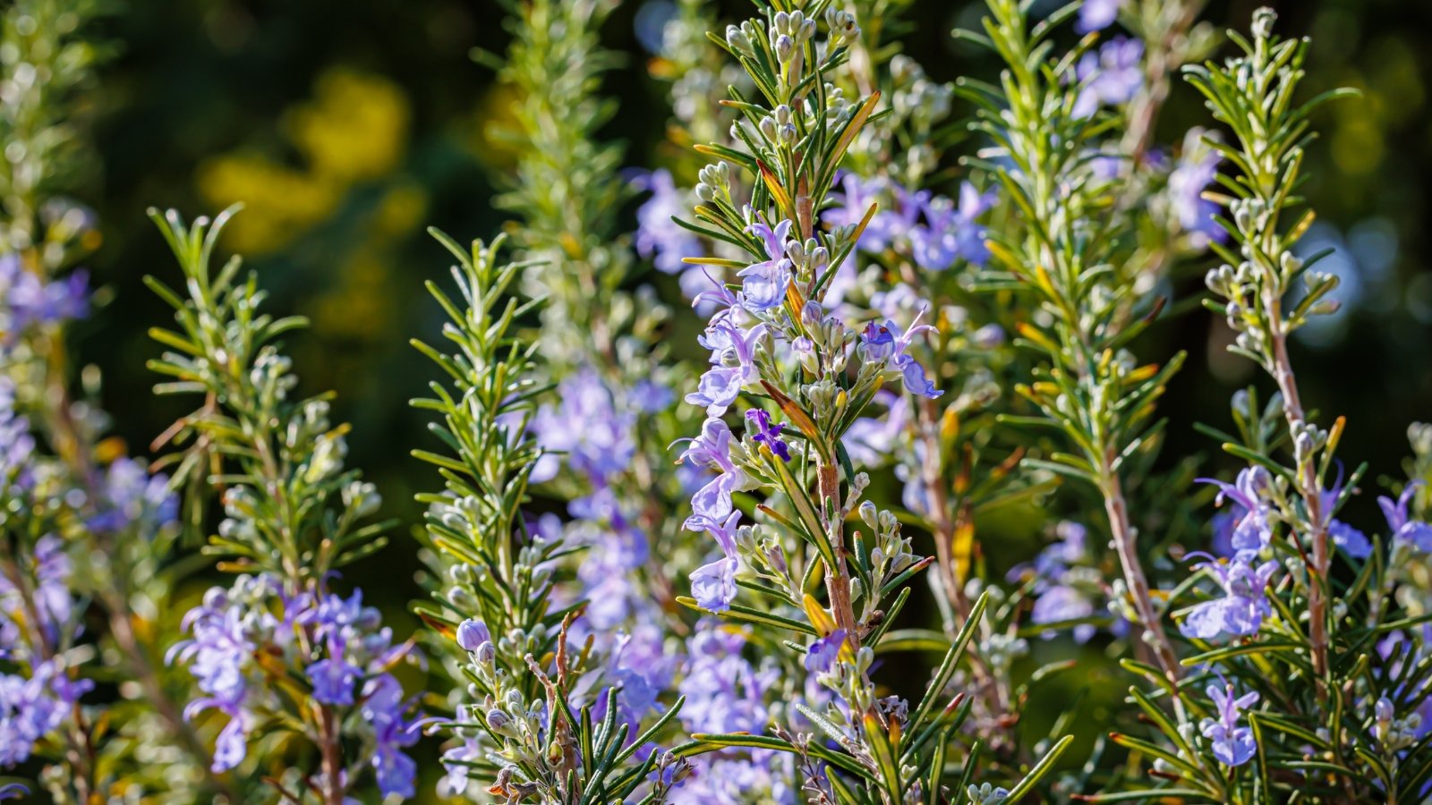 A blossoming rosemary bush with clusters of pale blue tops nestled among the needle-like leaves in a vibrant garden.