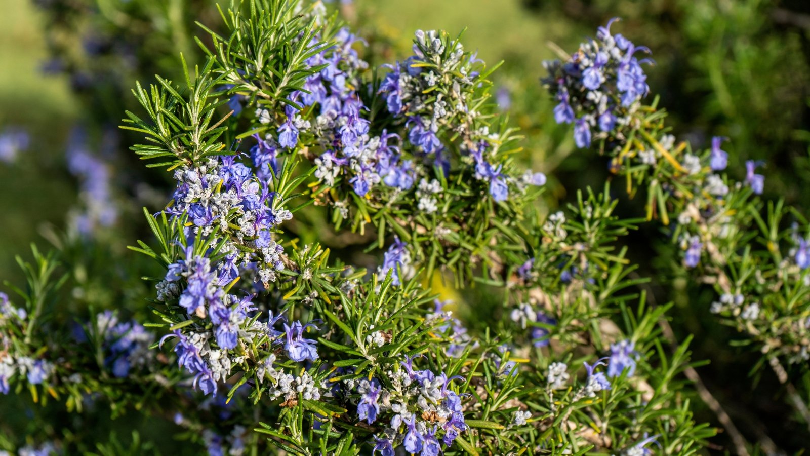 Woody, branching stems hold narrow, needle-like dark green leaves with a slightly curved shape, adorned with clusters of small, delicate purple flowers.