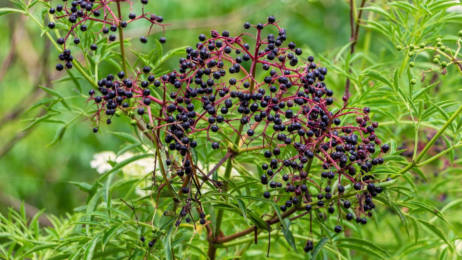 Dense clusters of small, dark purple fruits grow on tall, woody branches with pinnate, deep green leaves.
