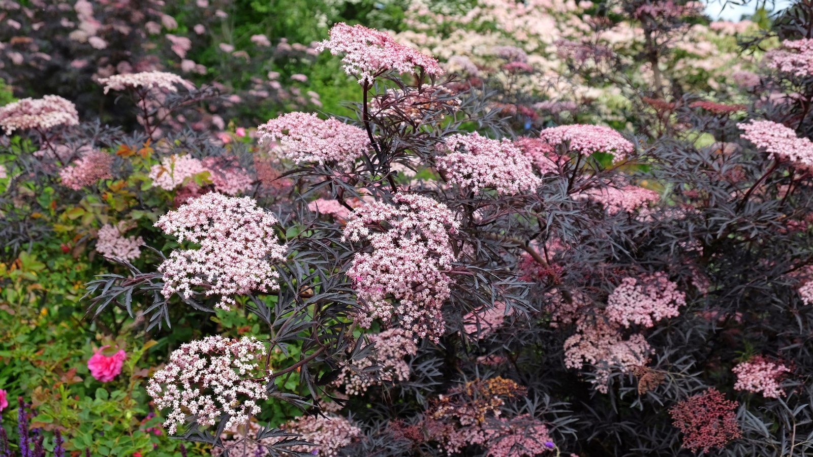Deep purple, finely cut leaves contrast with clusters of pink flowers that bloom in summer.
