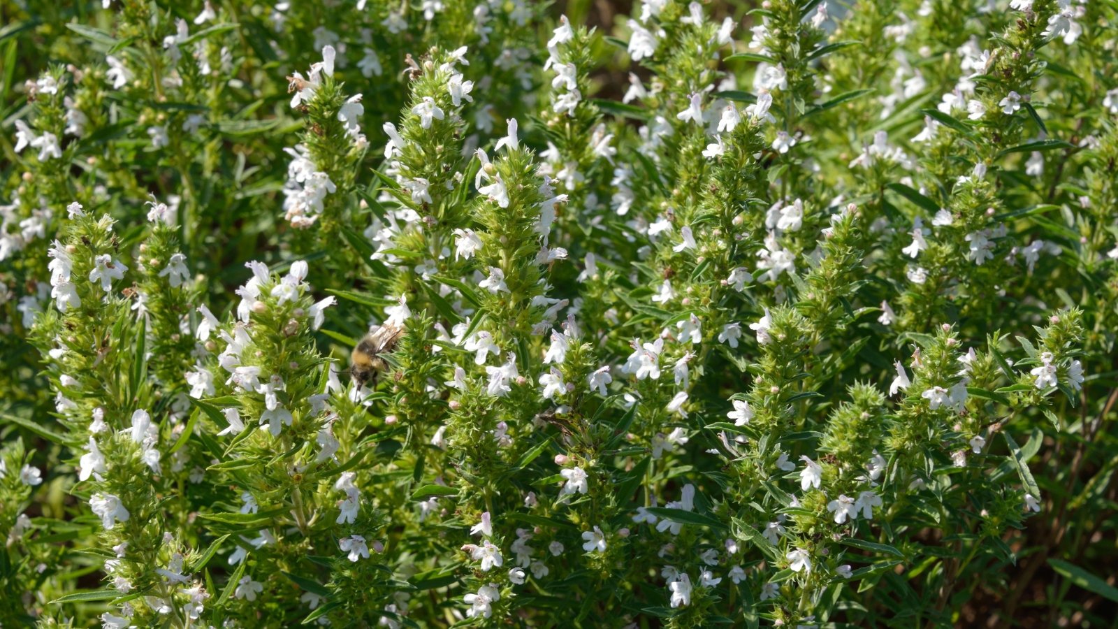 Fine white tops blooming on slender stems of savory herb plants nestled among dense green leaves.