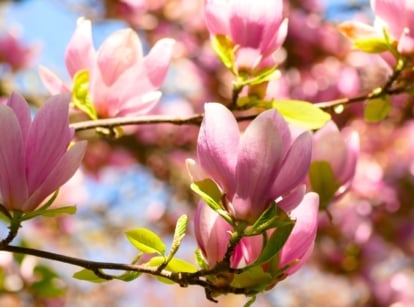 Close-up of a blooming saucer magnolia tree bearing large, cup-shaped pink flowers on bare branches with smooth, dark bark, while fresh, broad green leaves begin to emerge beneath.