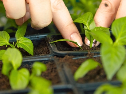 A woman replants a soggy seedling into fresh soil in a seed starting tray to save it.