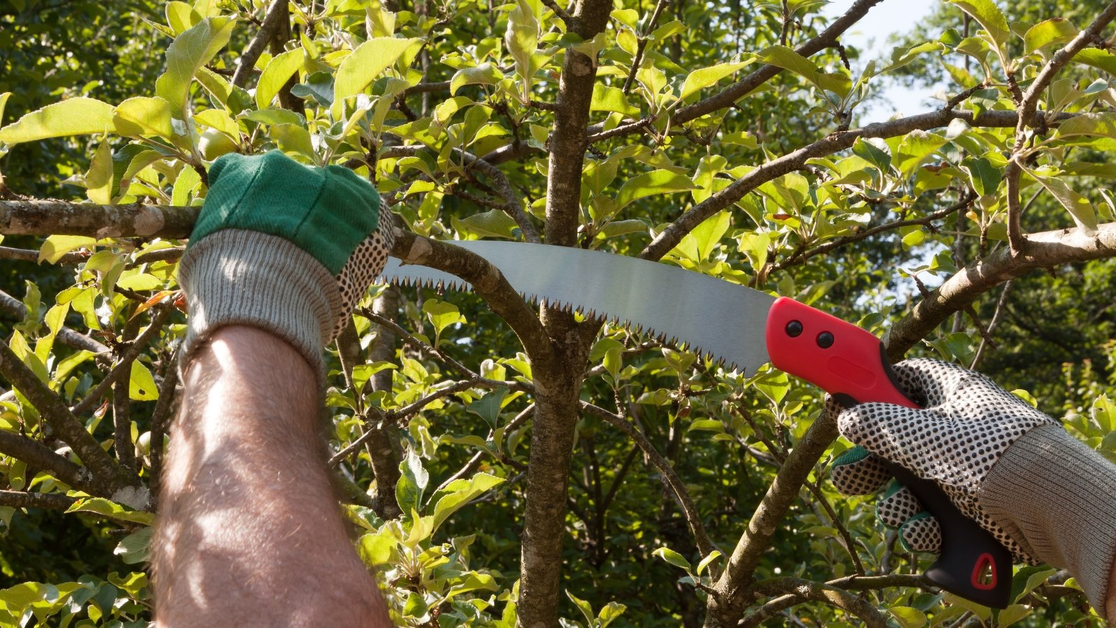 A gloved hand using a red-handled pruning saw to cut through a thick, rough-textured branch.