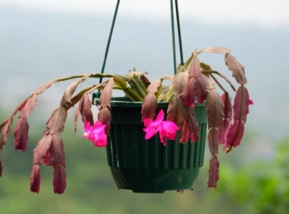 A hanging plant of Schlumbergera truncata with bright pink flowers drooping gracefully from segmented green leaves in a green basket.